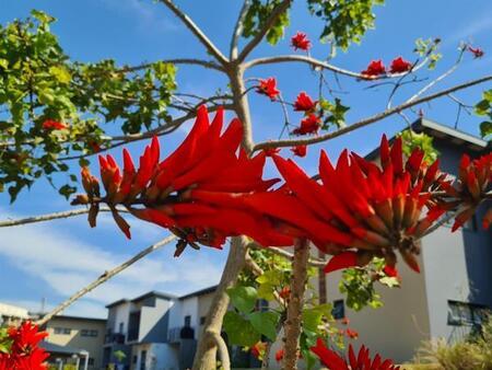 2 Bedroom Apartment in Waterfall