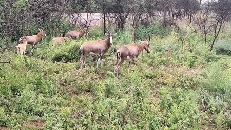 2 Bedroom House in Mooiplaats Ah