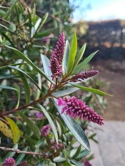 1 Bedroom Apartment in Waterfall