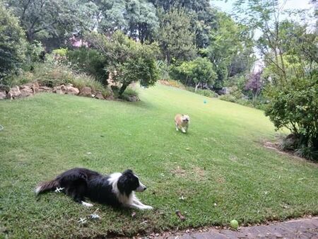 1 Bedroom Apartment in Waverley