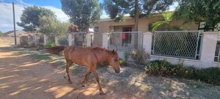 4 Bedroom House in Chatsworth